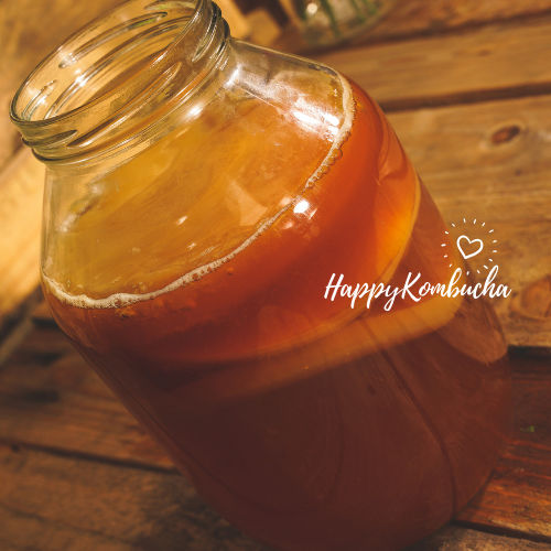 Small Organic Kombucha Scoby freeshipping - Happy Kombucha