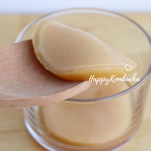 Small Organic Kombucha Scoby freeshipping - Happy Kombucha