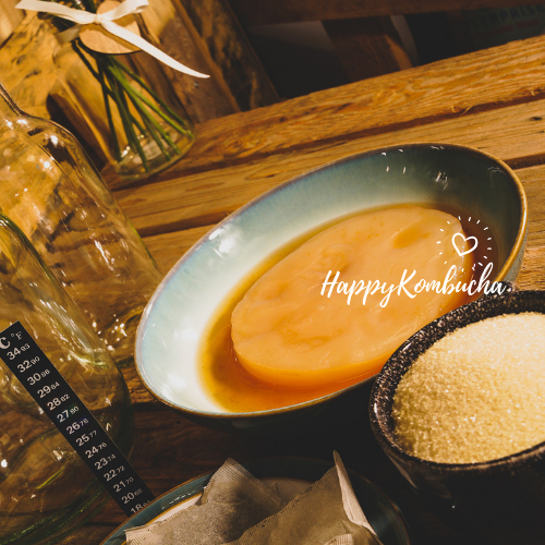 Small Organic Kombucha Scoby freeshipping - Happy Kombucha