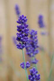 Lavender Aromatic Gel freeshipping - Happy Kombucha