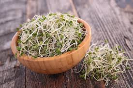 Organic Sprouting Broccoli seeds freeshipping - Happy Kombucha