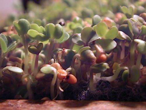Aconbury Sprouts Organic China Rose Radish Sprouting 250g freeshipping - Happy Kombucha