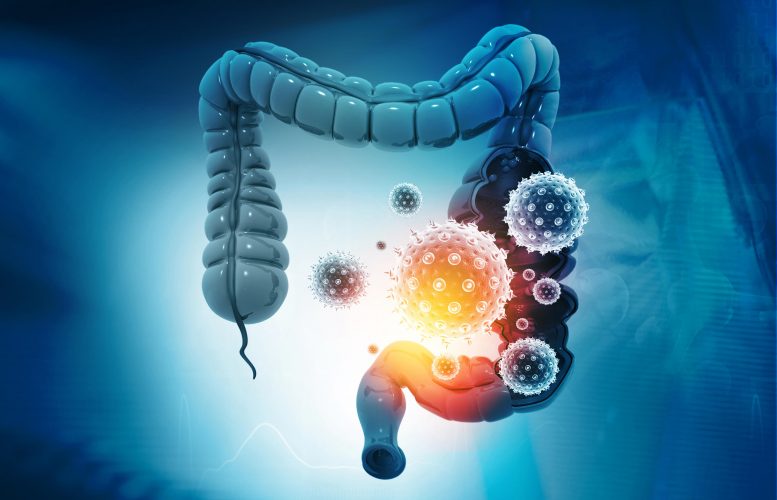 Why Gut Health Could Be the Missing Piece to Your Energy, Immunity & Mood Happy Kombucha