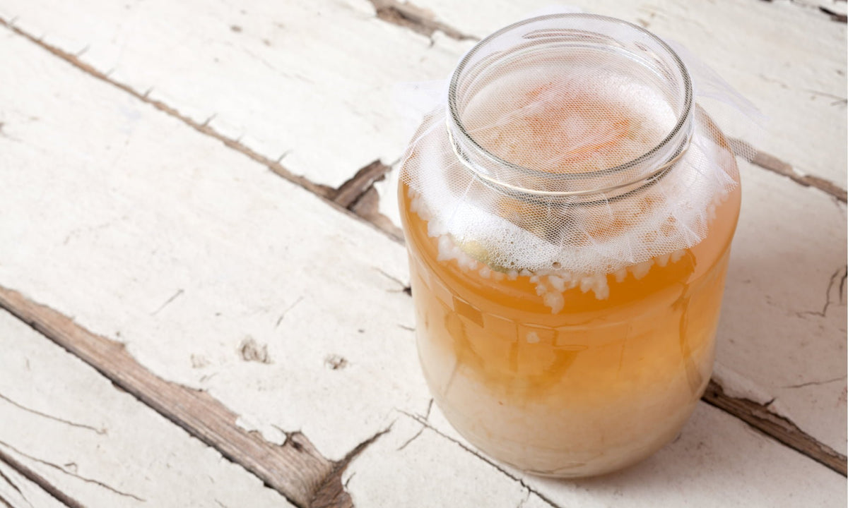 Water kefir grains- Happykombucha