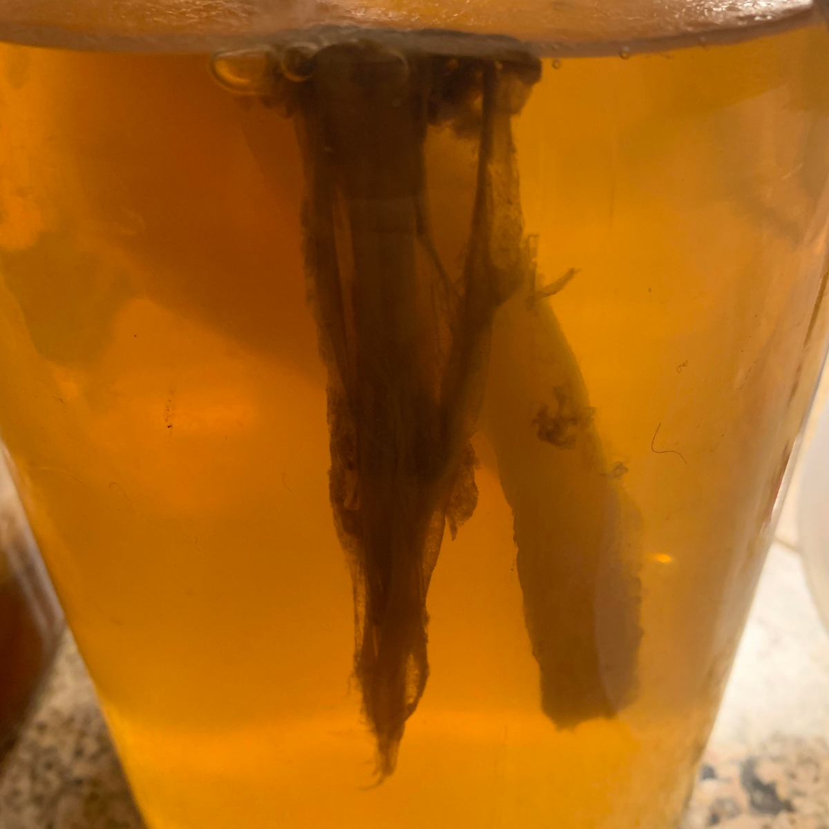 Yeast chain-Happykombucha