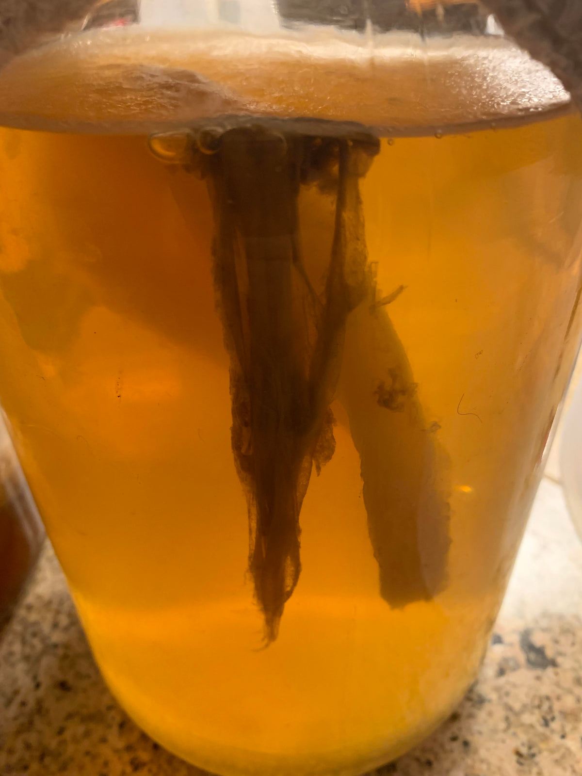 Is this Mold or a yeast chain? Happy Kombucha