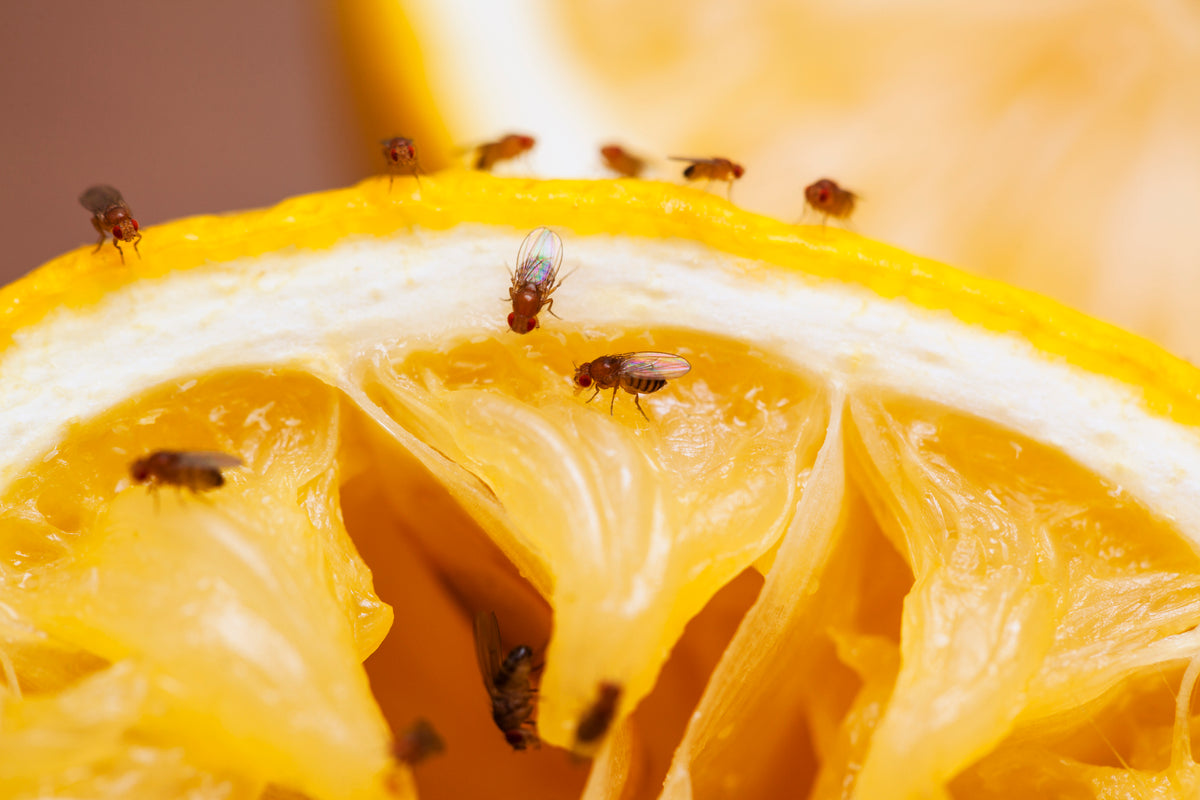 Fruit Flies-Happykombucha