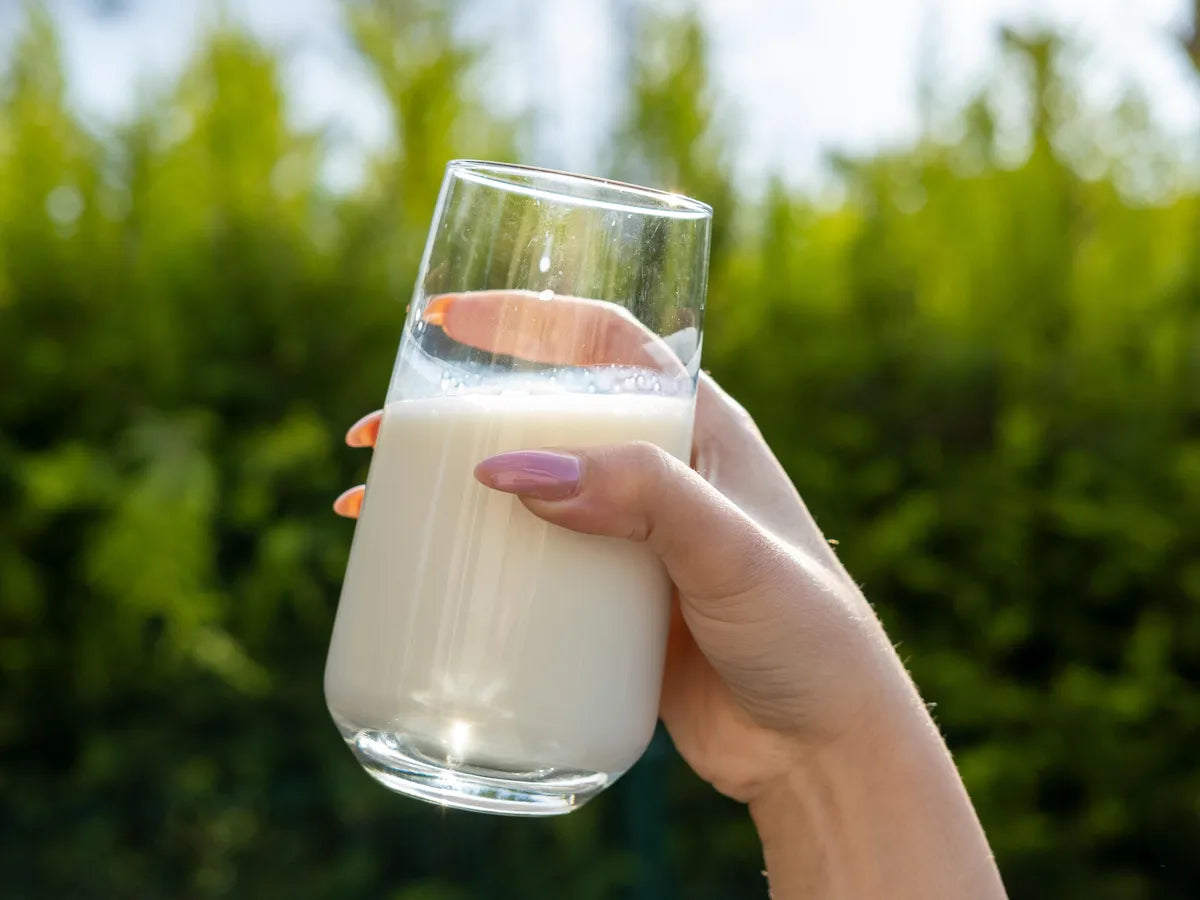 What is Milk kefir-Happykombucha