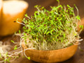 organic Alfalafa seeds Happy Kombucha