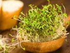 organic Alfalafa seeds Happy Kombucha