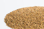 organic Alfalafa seeds Happy Kombucha