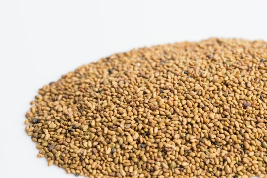 organic Alfalafa seeds Happy Kombucha