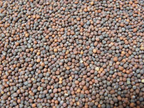 Organic Sprouting Broccoli seeds freeshipping - Happy Kombucha