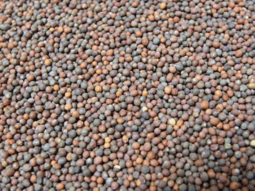 Organic Sprouting Broccoli seeds freeshipping - Happy Kombucha