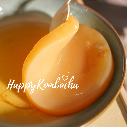 Organic kombucha scoby-available in different sizes-Happykombucha