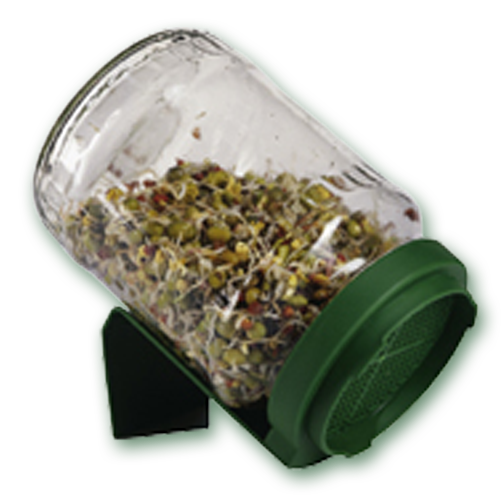 Close-up of sprouting seeds inside a tilted glass jar with a green draining lid and green stand