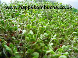 Organic Sprouting Broccoli seeds freeshipping - Happy Kombucha