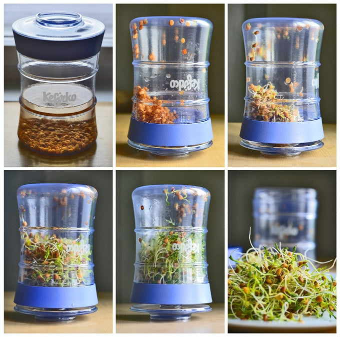 Kefirko sprouting jars-Happykombucha