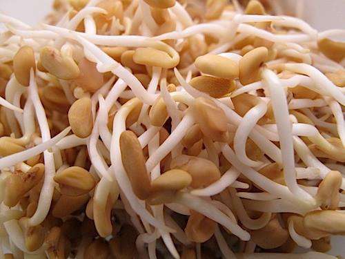 ORGANIC SPROUTING SEEDS - FENUGREEK freeshipping - Happy Kombucha