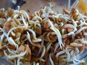 ORGANIC SPROUTING SEEDS - FENUGREEK freeshipping - Happy Kombucha