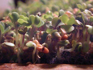Aconbury Sprouts Organic China Rose Radish Sprouting 250g freeshipping - Happy Kombucha