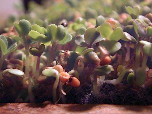 Biosnacky little radish seeds 40g freeshipping - Happy Kombucha