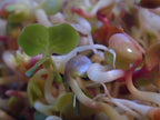 Biosnacky little radish seeds 40g freeshipping - Happy Kombucha