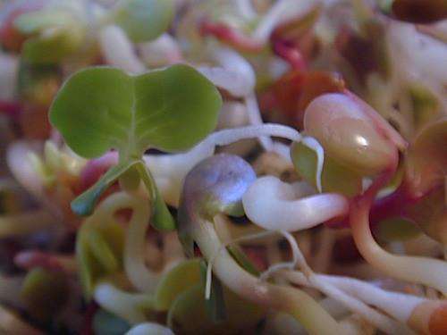 Aconbury Sprouts Organic China Rose Radish Sprouting 250g freeshipping - Happy Kombucha