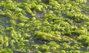 Seaweed & Aloe Aromatic eye Gel freeshipping - Happy Kombucha