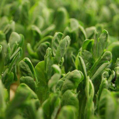 Snow Pea Seed 500g - Organic freeshipping - Happy Kombucha