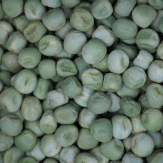 Snow Pea Seed 500g - Organic freeshipping - Happy Kombucha