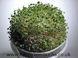 Organic Sprouting Broccoli seeds freeshipping - Happy Kombucha